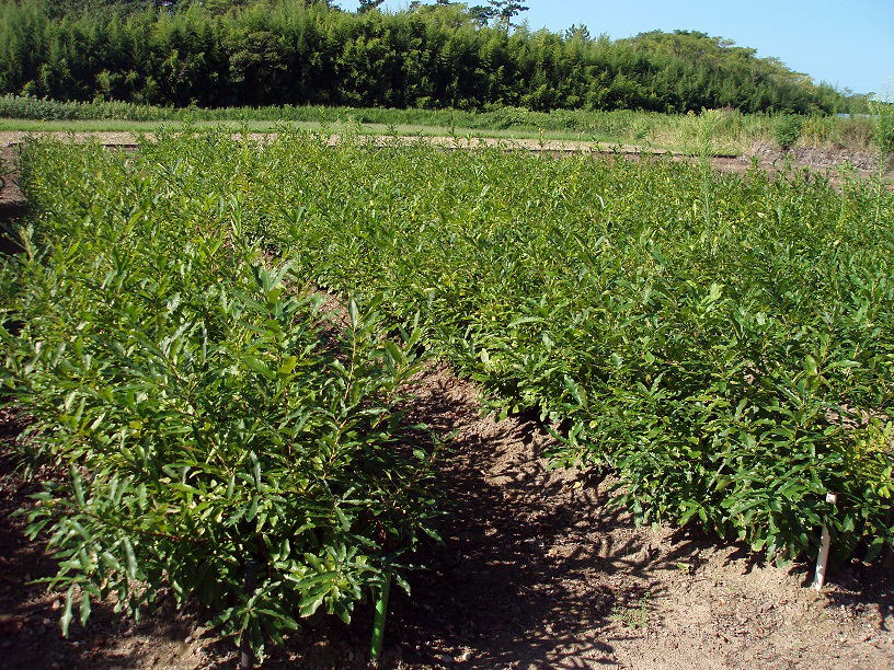 クヌギの2年生苗木