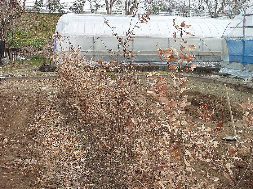 �R�i���c�ؐA���ւ��O