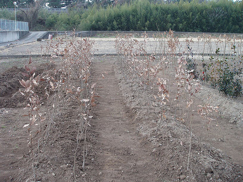 �R�i���c�؂̐A���ւ�