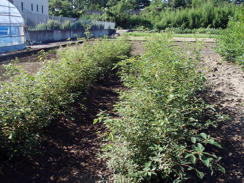 �R�i���̂Q�N���c��