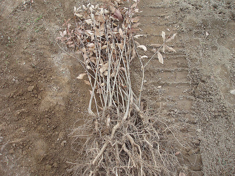 �R�i���Q�N�c�؁i�ӂ邢�j