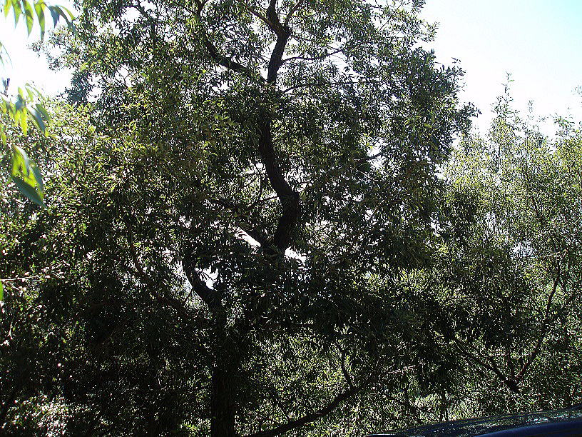 �R�i���̖�