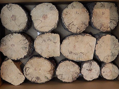 クワガタ産卵木