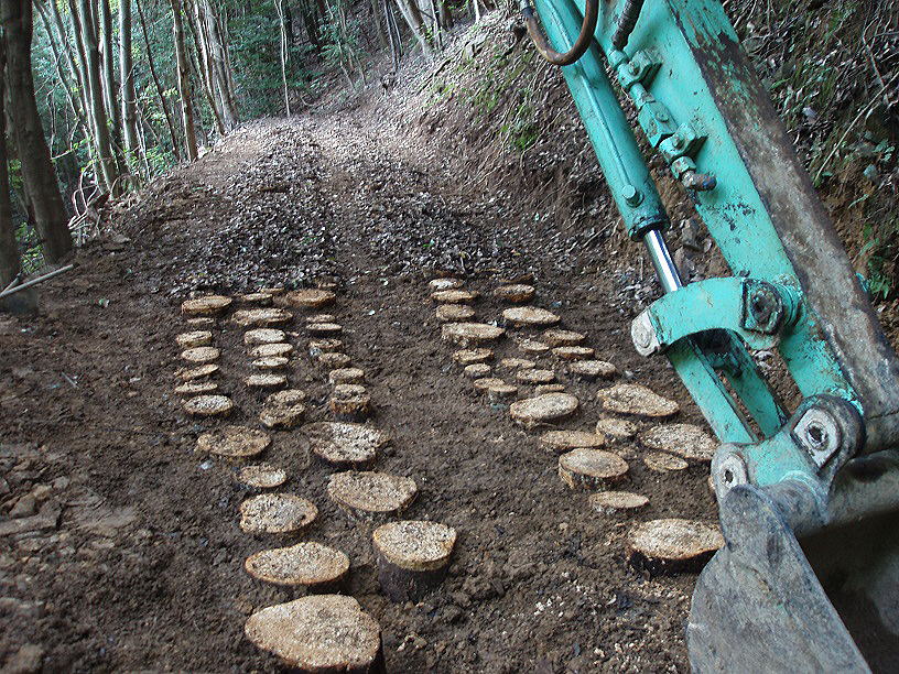 ナメコの原木 短木栽培の原木を埋けています