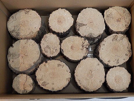 クワガタ産卵木