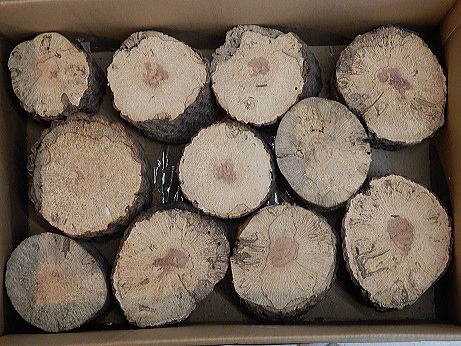 クワガタ産卵木