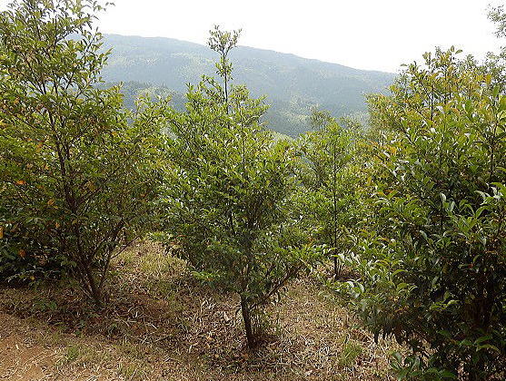 ���Y�{��