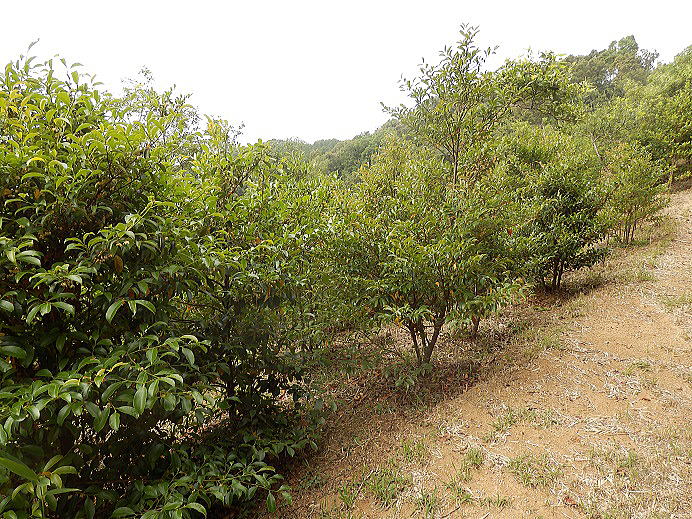 ���Y�{��