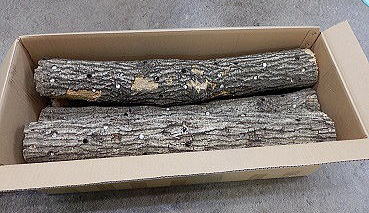 クワガタ産卵木