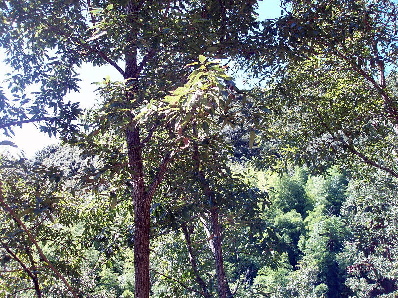 �N�k�M�̖�