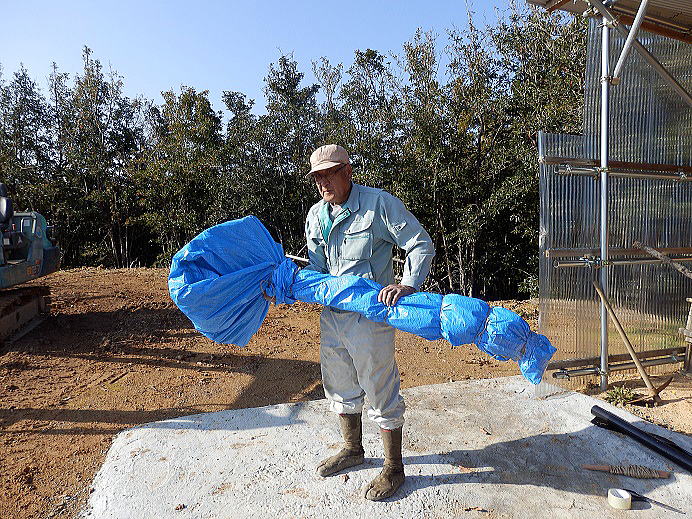 クヌギ３年苗木