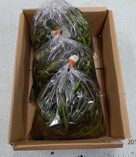 あく抜きワラビ７５０ｇ入り