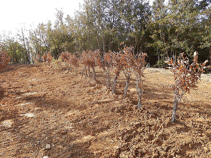 �N�k�M�̕c��