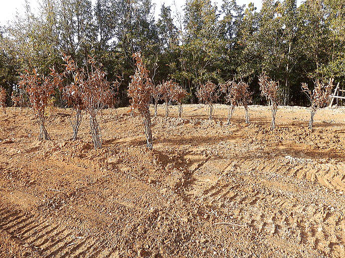 �N�k�M�̕c��