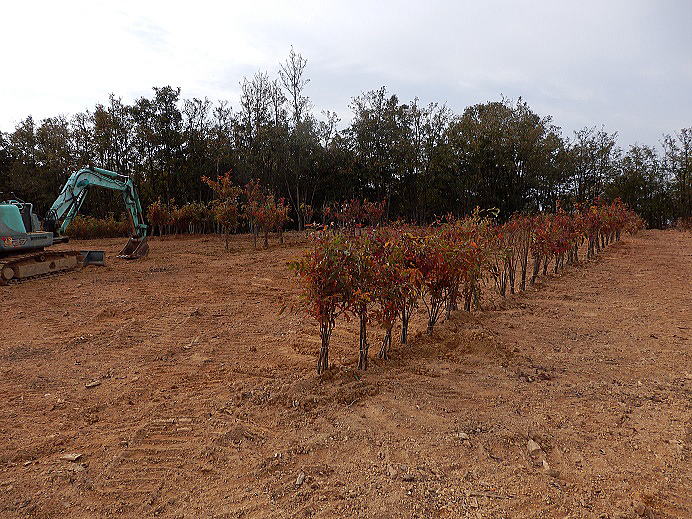 �R�i���̕c��