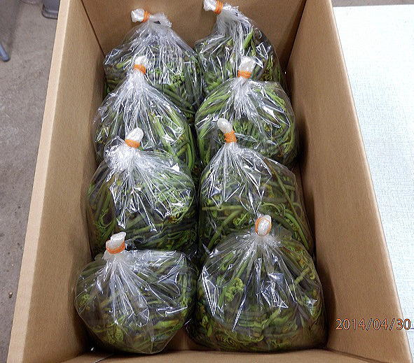 あく抜きワラビ２kg入り