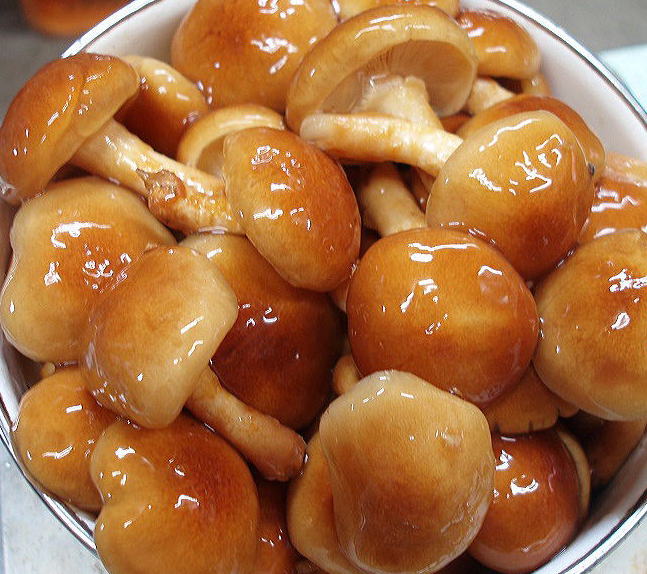 ���؃i���R�@�J��