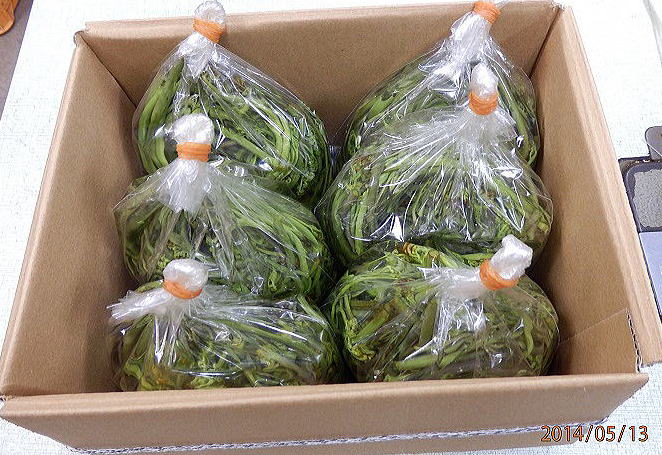 あく抜きワラビ１．５㎏