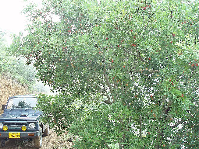 ���}�����̔�