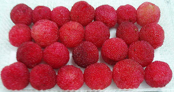 ���}�����@�a�N���X�@�@