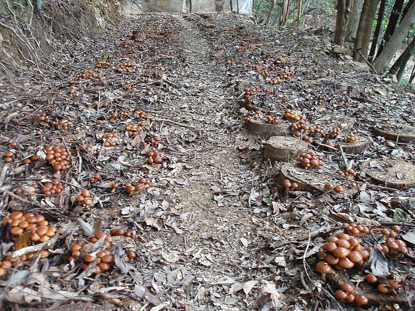 原木ナメコの発生