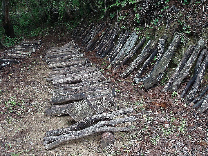 本キクラゲの栽培風景