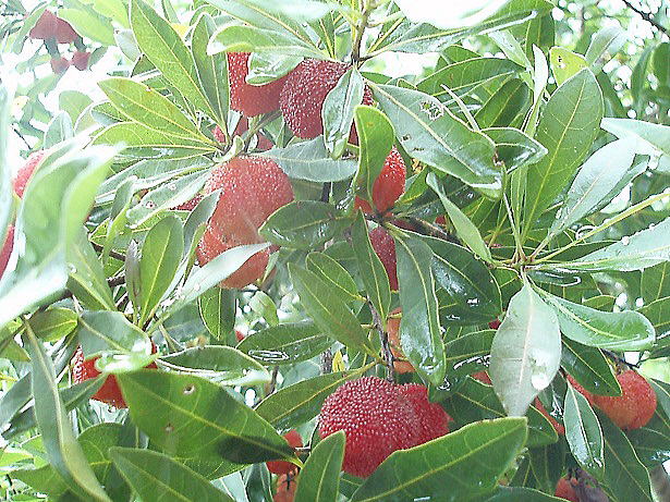 ���}�����̔�