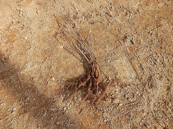 �N�k�M�̕c��