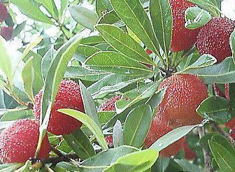 やまもも 予約 販売 生産者が販売しています