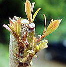 ���}�����@�ڂ���