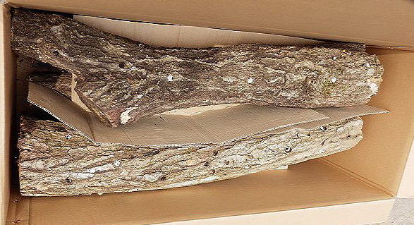 クワガタ産卵木販売