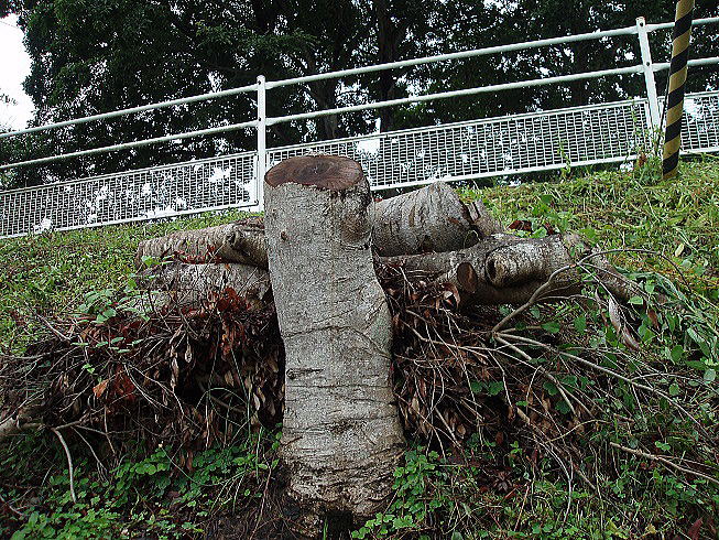 �؂������}�����̖؁@�Ƃ̎���ɂ͐A���Ȃ���