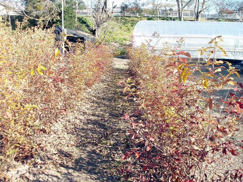 �R�i���Q�N�c�؁@�P�Q����