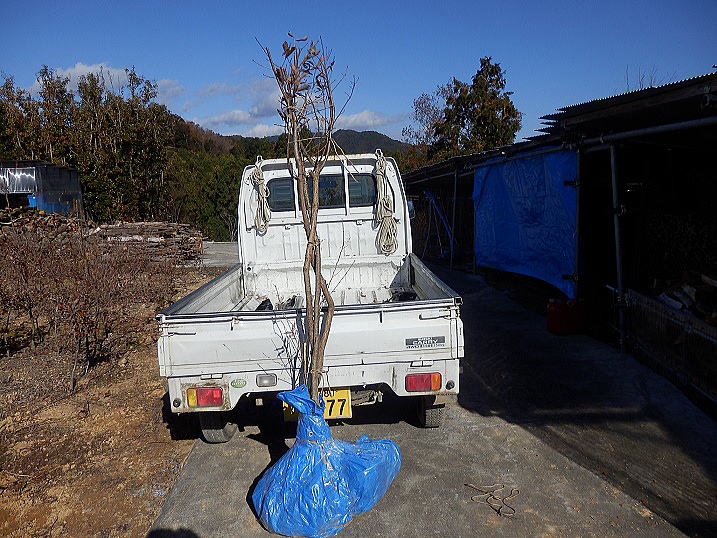 �R�i���̕c��