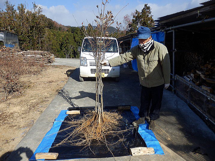 �R�i���R�N�c��