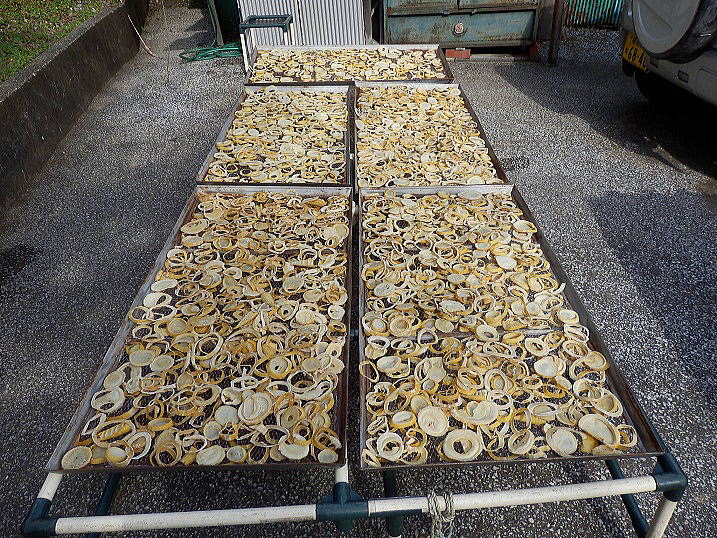 �����^�P�m�R�̔�