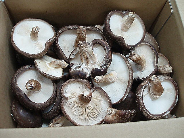 ���ؒő������p