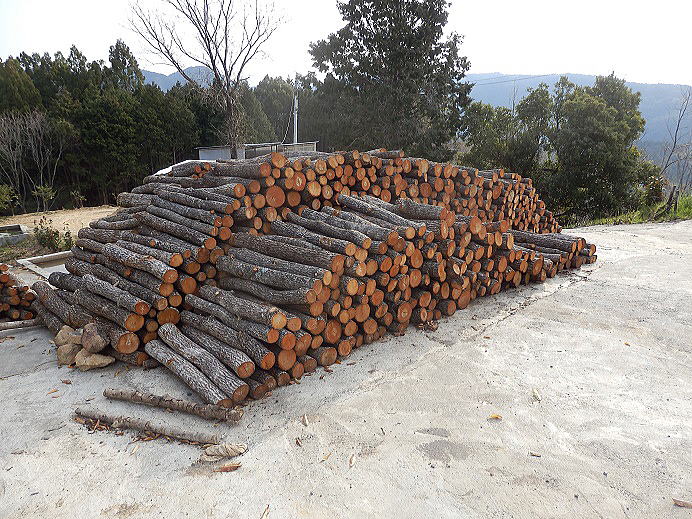 自然栽培原木椎茸