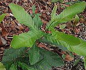 �N�k�M�̕c��