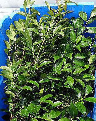 ���Y�{��